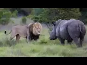 Video: The Best of Rhino Attacks | Rhino Versus Lion, Elephant, Boar, Vehicle